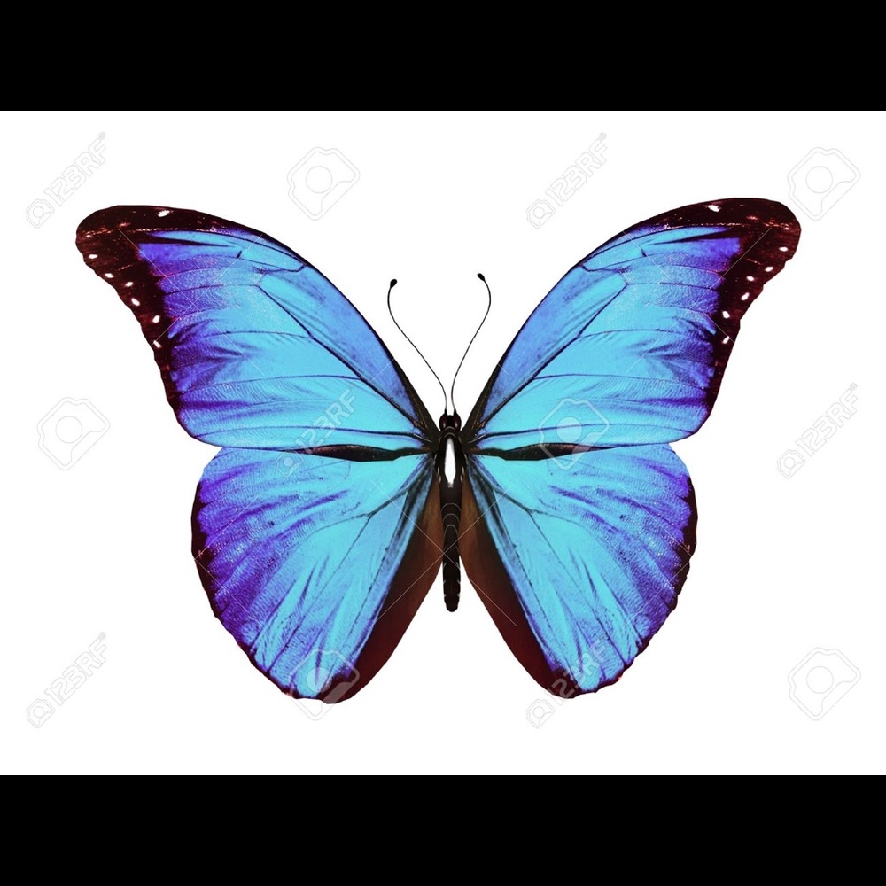 Meet your Posher, Harley